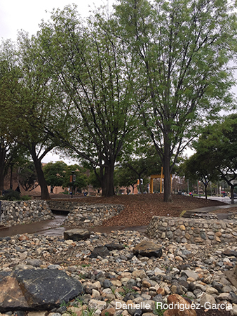 photo of trees near the bookstore